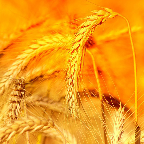 【潤(rùn)安機(jī)械】如何選擇糧食輸送機(jī)？